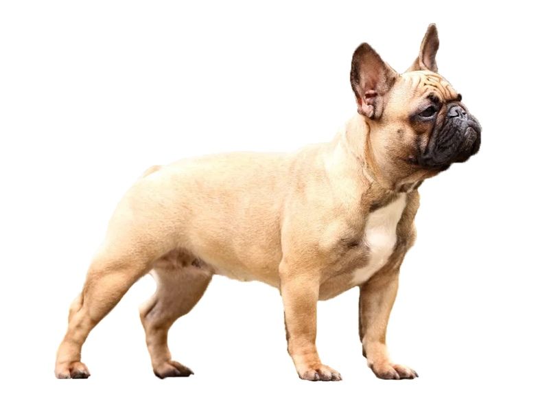 Французский бульдог 8 лет
