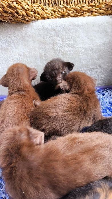 Ориентальные и Сиамы  - МАЛЬЧИКИ и ДЕВОЧКИ