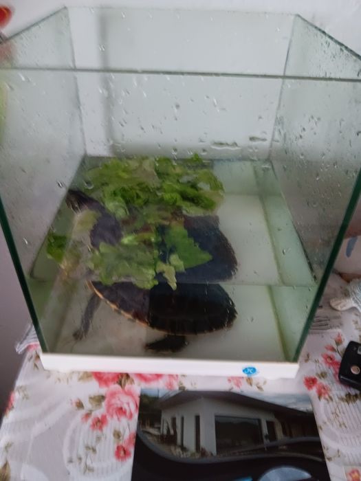 Acvariu de vanzare preț 100 lei
