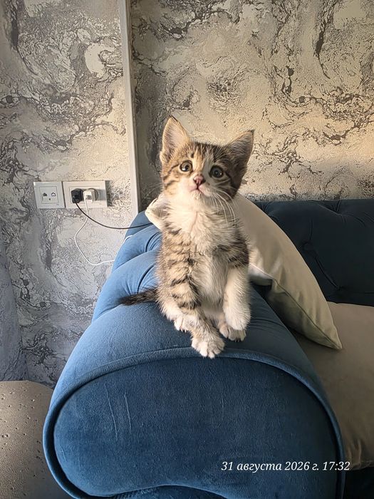 Котёнок девочка 1.5 месяцев