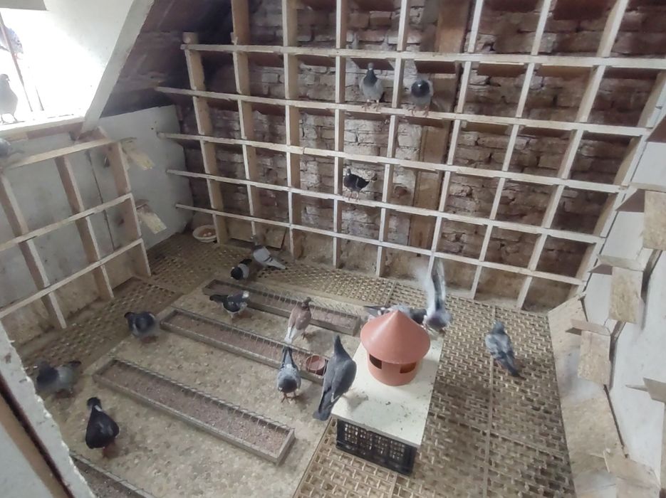 Porumbei Voajori Concurs de vânzare