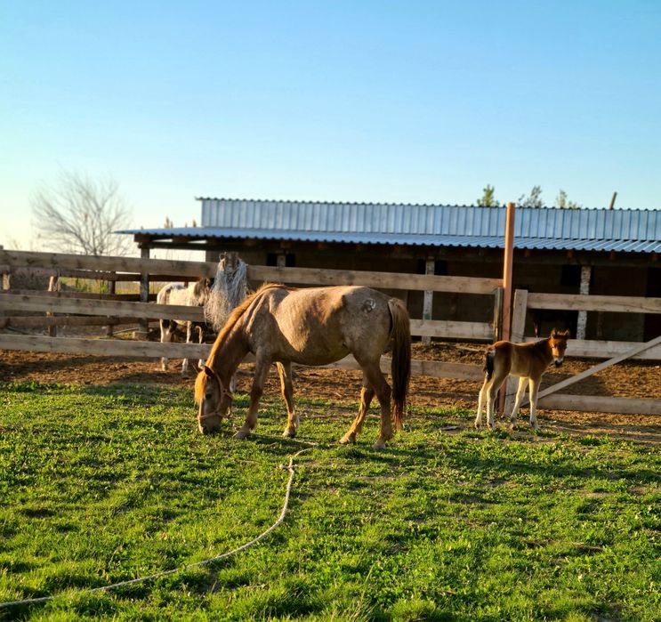 Земля! Продам 6,4 га земли.