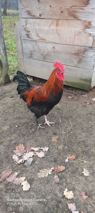 Cocoș marans disponibil