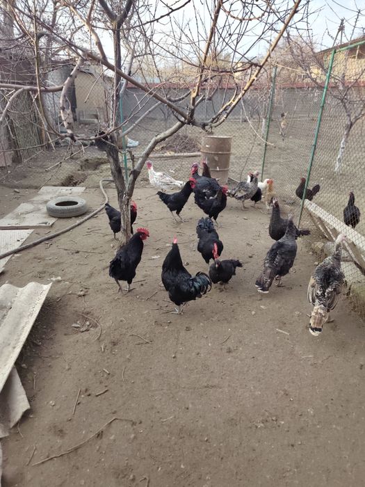 Qora xorozla sotiladi domashniy