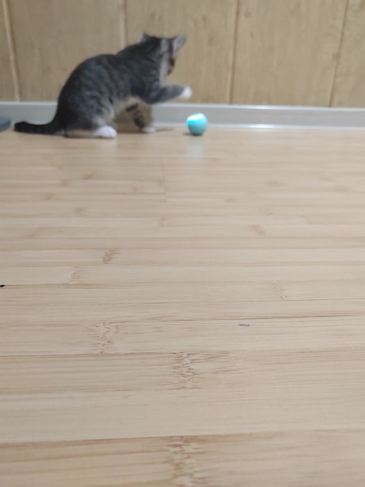 Кошачий шарик новый