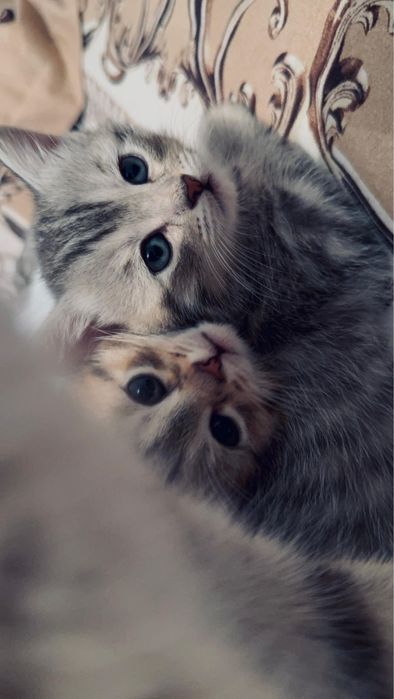Британские прямоухие котята