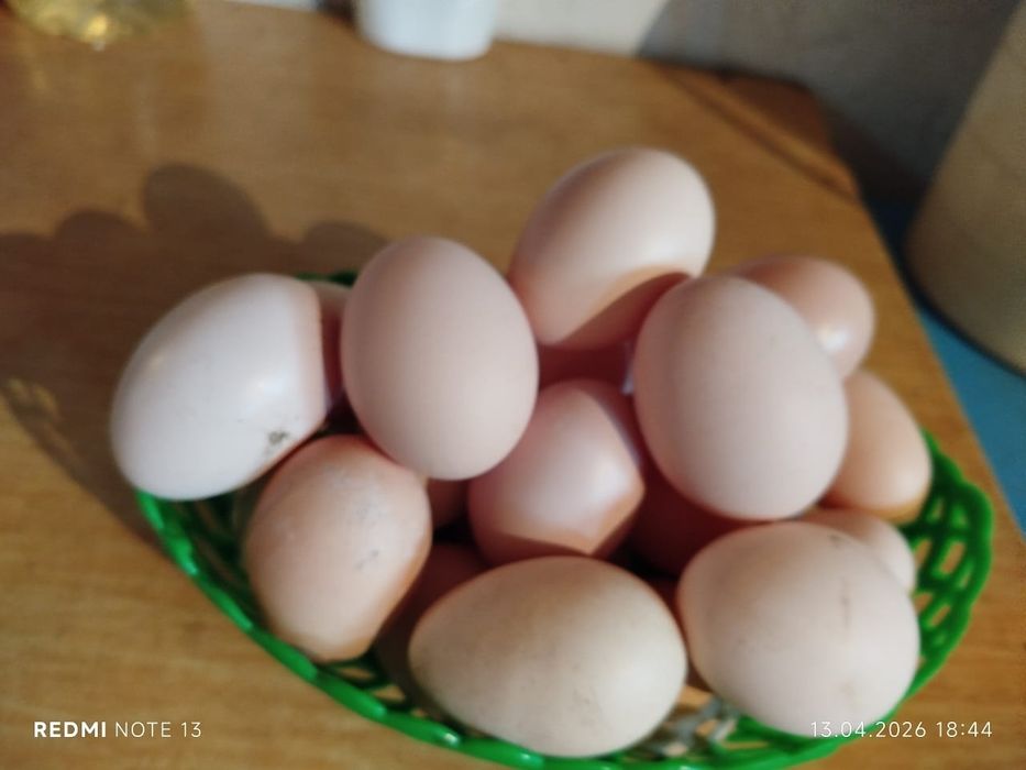 Продам домашние яйца