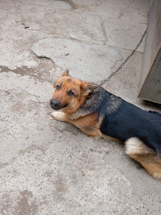 Продам немецкую овчарку