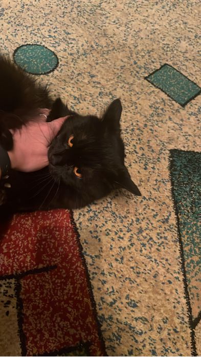 Отдам в хорошие руки