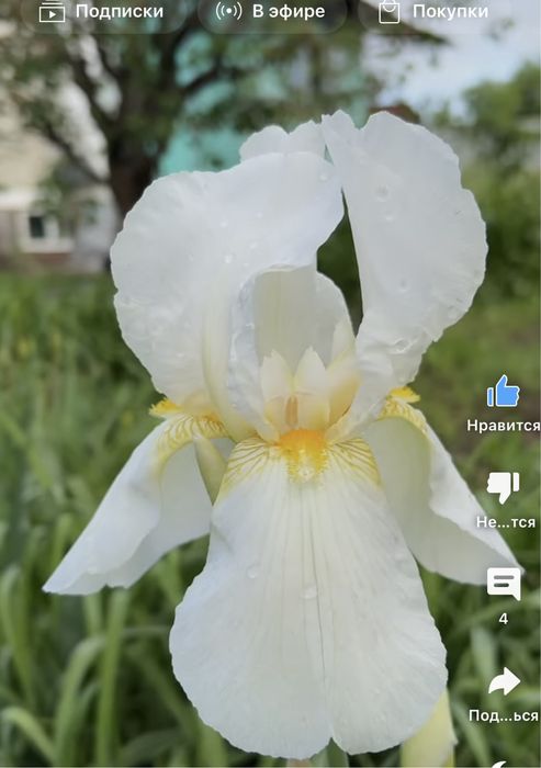 Белоснежный Ирис