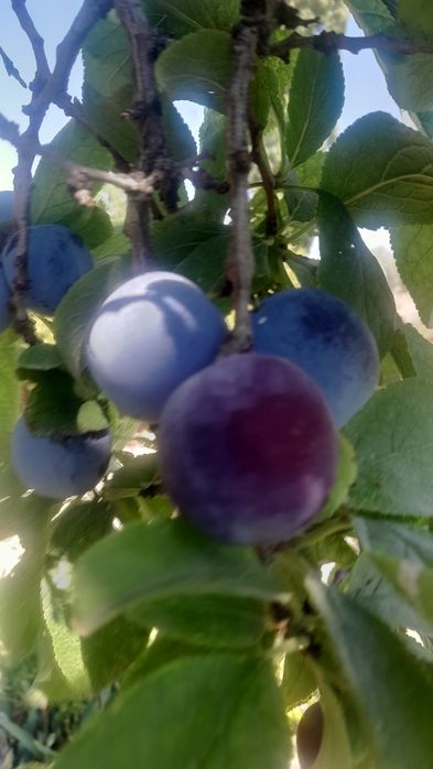 Продам сливу из своего сада