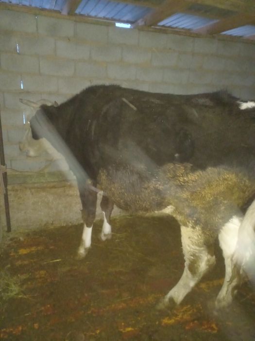 Сыйыр сатылады ала буаз