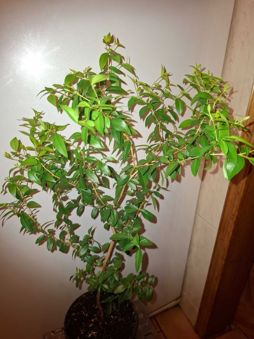 Великолепный Крупнолистный МИРТ - Мир и здоровье в вашем доме!