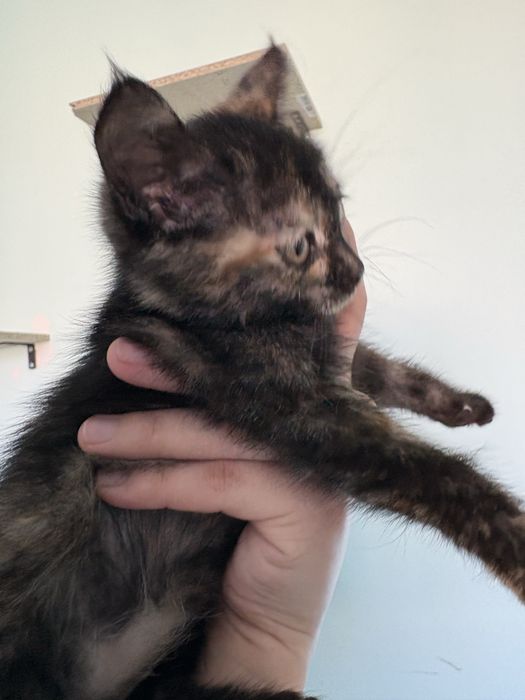 Отдам котенка.