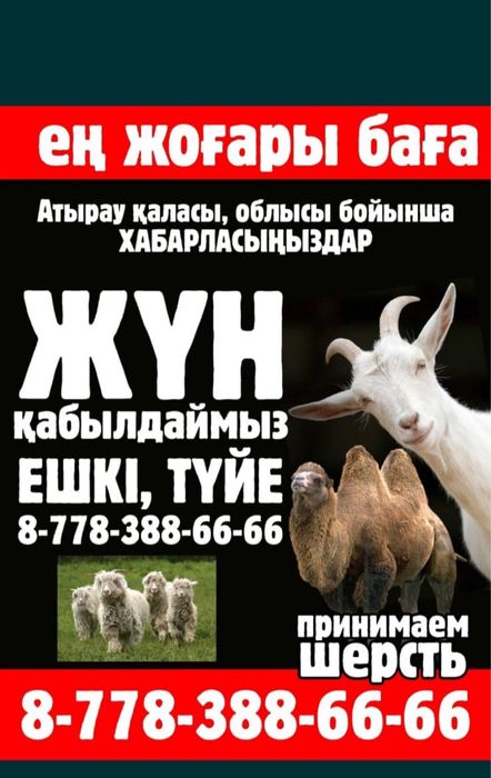 Ешки жуны кабылдаймыз ешкі жүні түйе жүні шерсть