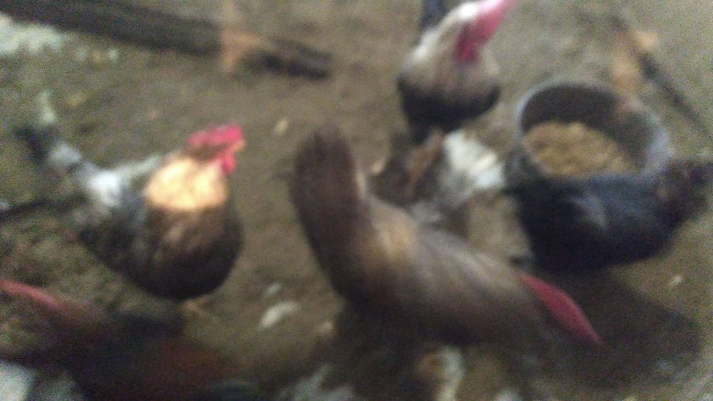 Петушки французкие