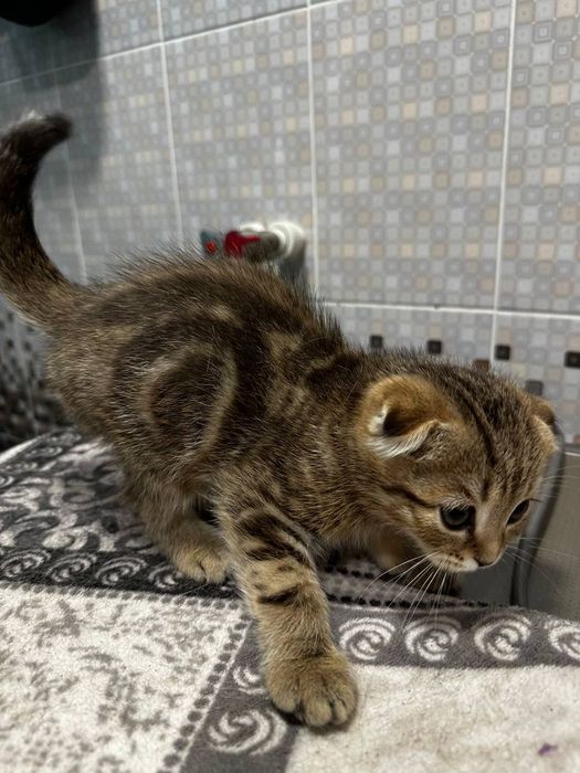 Seribristiy shinshila bn Zalatistiy shinshiladan chiqan mushula