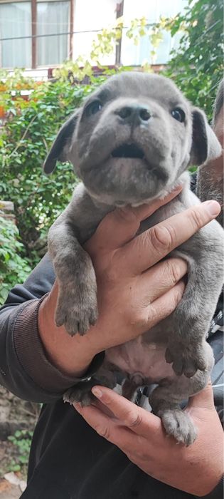 Сиви тигрови канекорсо кутрета