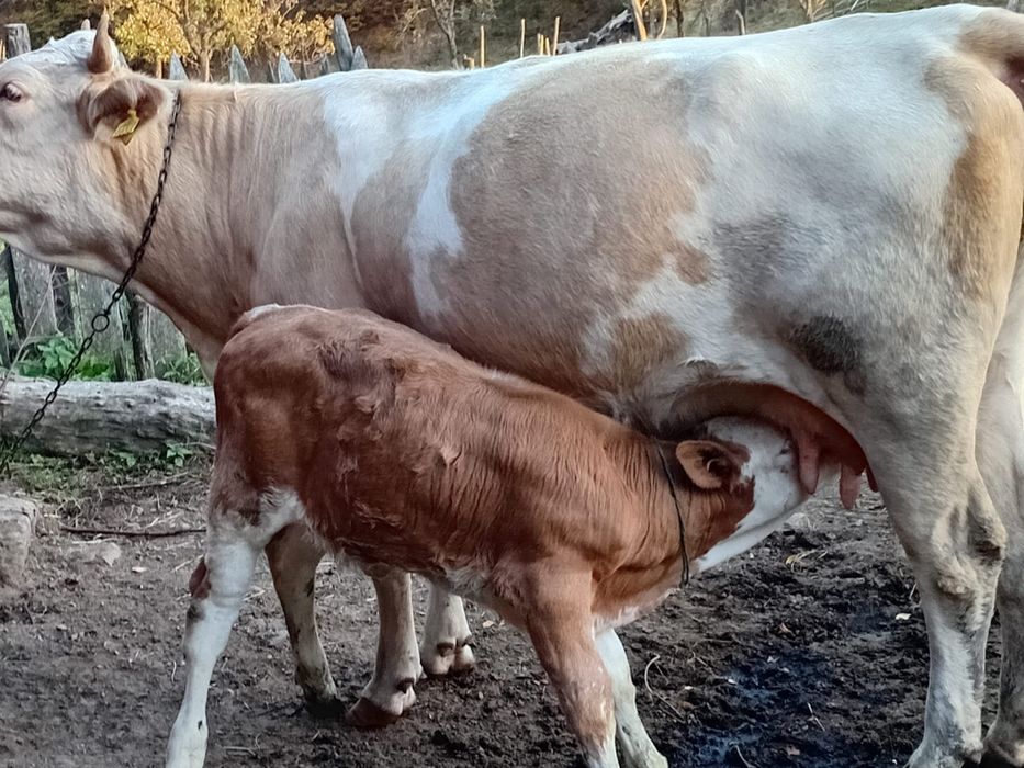 Vand jiunica cu vitea