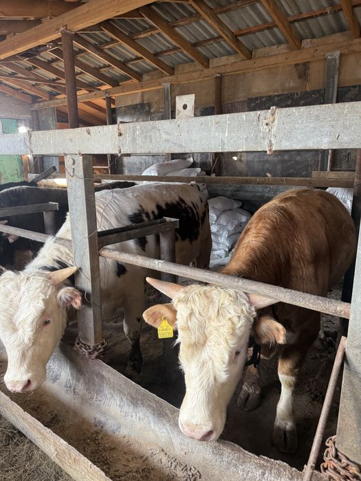 Продам бычков на откорме