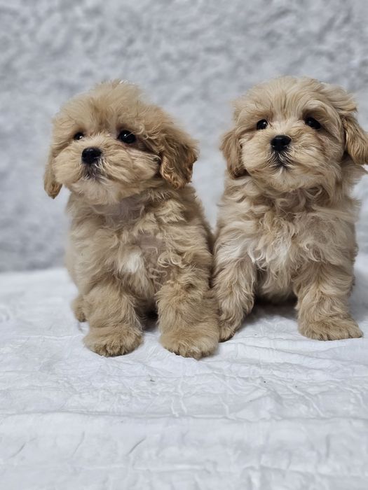 Красивые малыши мальтипу Ф1,