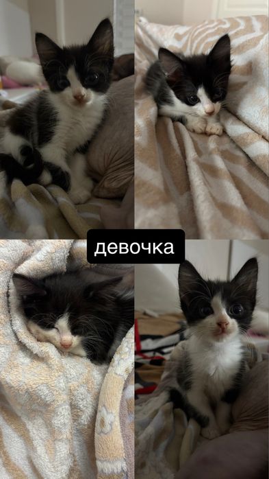 котята браш, канадский сфинкс