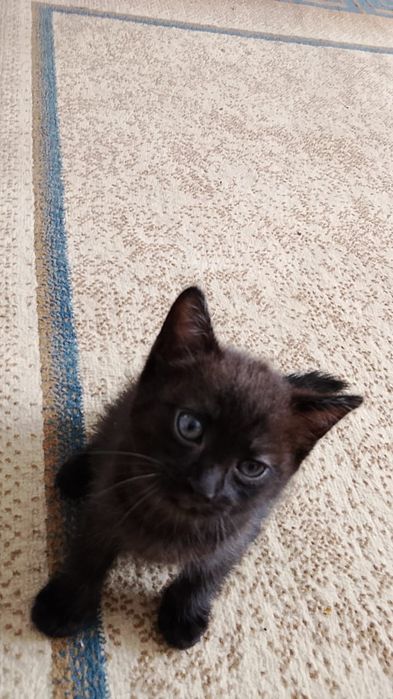Отдам  котенка приученного