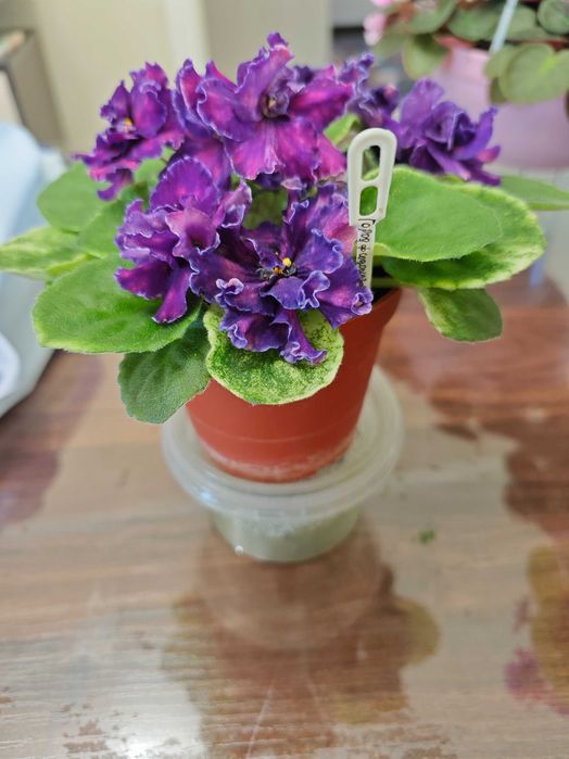 Продаются цветы - Фиалки