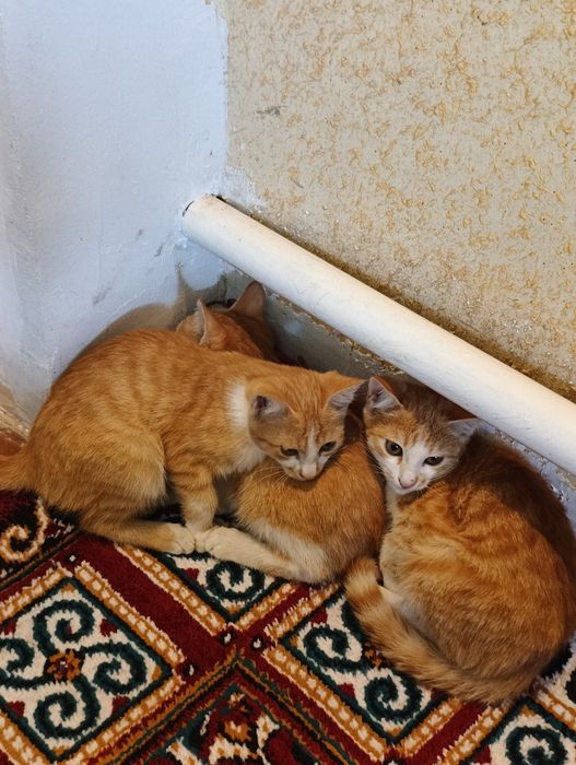 Mushuklar hadyaga beriladi