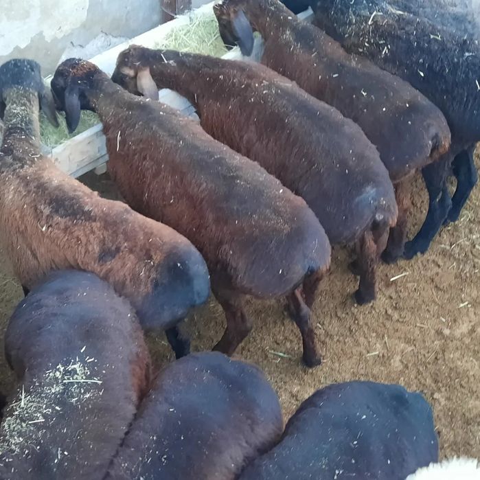 май семиз токты тусак кой кошкар