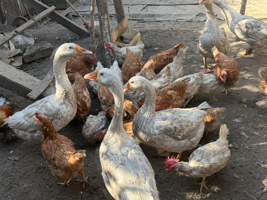 продам гусей домашних