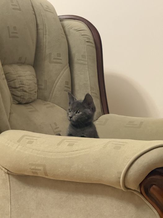 Отдам котёнка в хорошие руки