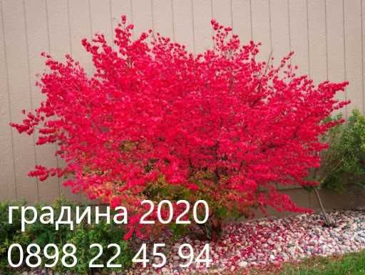 Студоустойчив Oгнен храст - Euonymus alatus