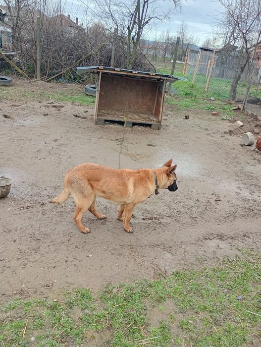 Ciobanesc malinois /belgian