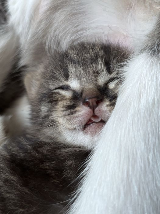 Кошечка с котенком ищут дом
