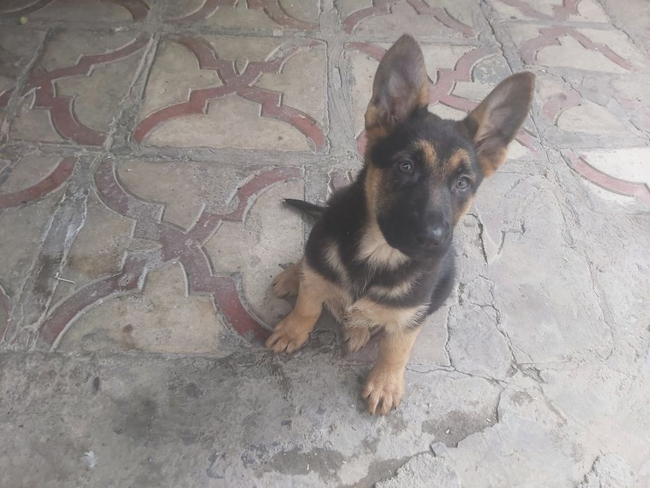 Продаются чистокровные щенки немецкой овчарки.