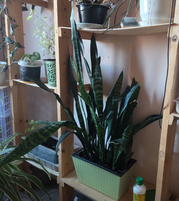 Комнатные цветы( 1.5 года)