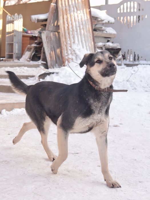 Красавица Катя ищет дом!