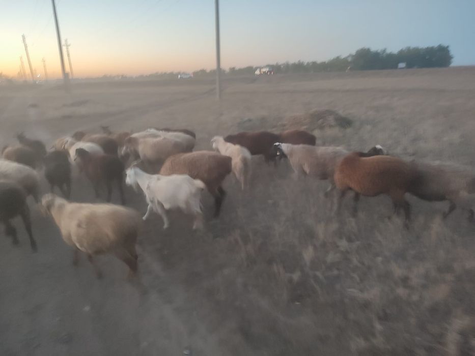 Продам овец, коз.