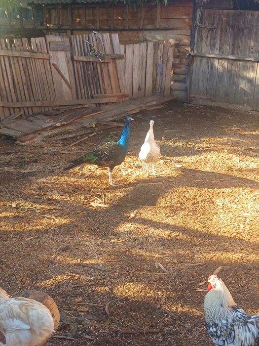 Vand pauni             .