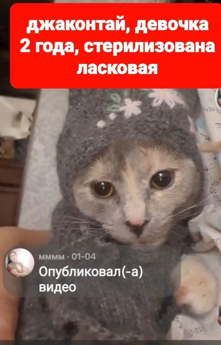 Отдам в добрые руки