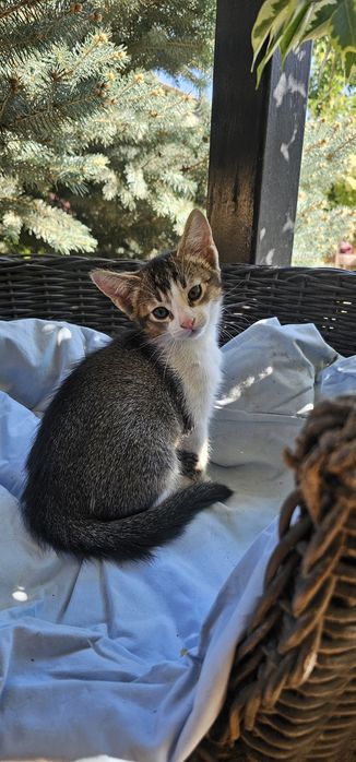 Котёнок 1,5 мес,мальчик. Мама абссинка