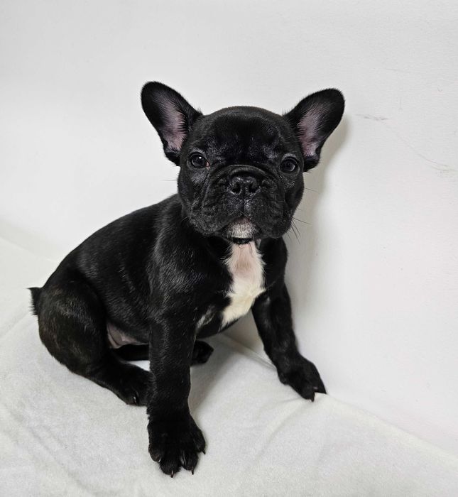 Femela Bulldog Francez