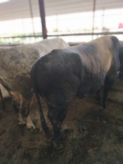 Живой весга сотилади