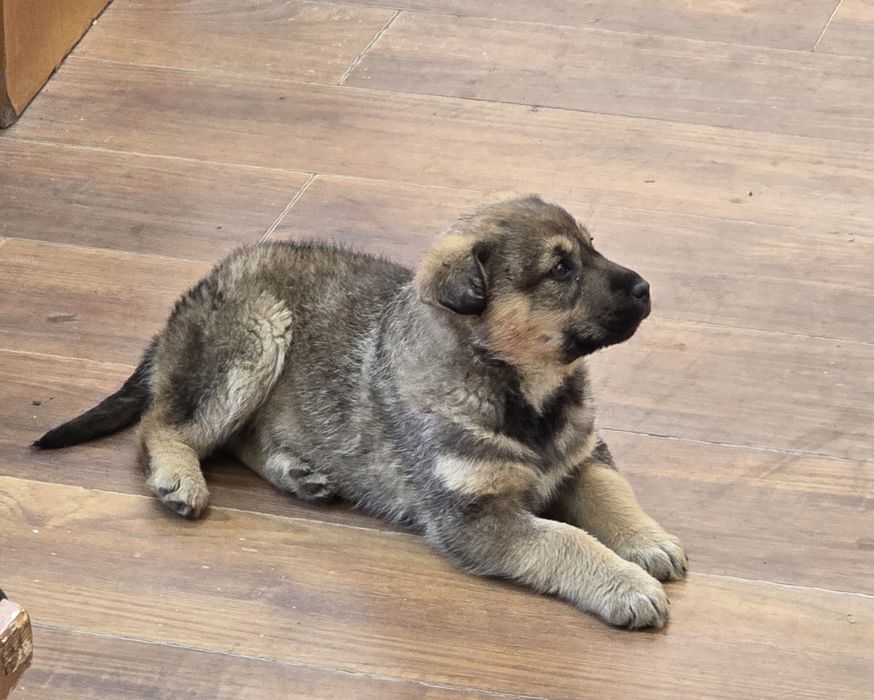 Отдать в хорошие руки