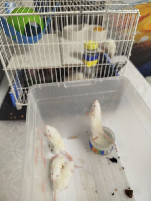 Продам декоративных крыс