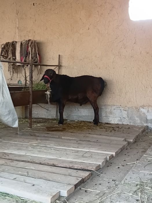 Кошар урыктыкка 2 жасар