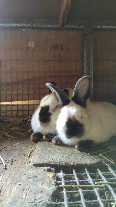 Кролики (пара ) Евро Калифорнийской породы