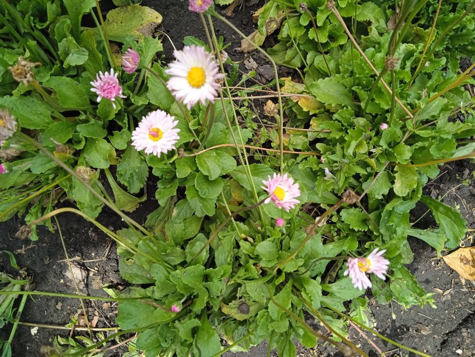 Продам маргаритки