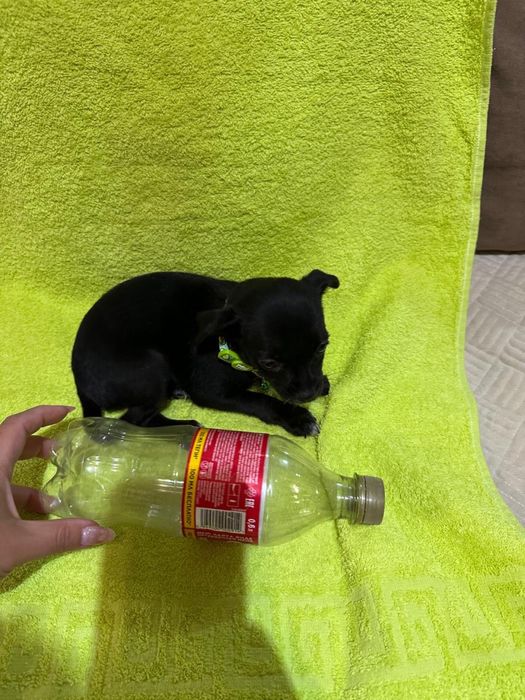 В продаже щенки мини чихуахуа